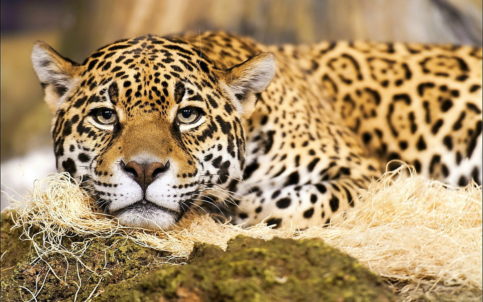 Jaguar Animal Wallpaper Pictures Image 1080p