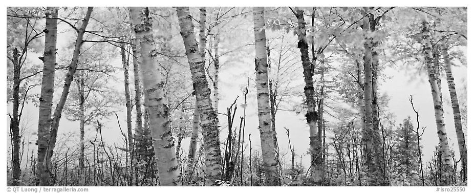 Black And White Birch Tree Wallpaper Trees With