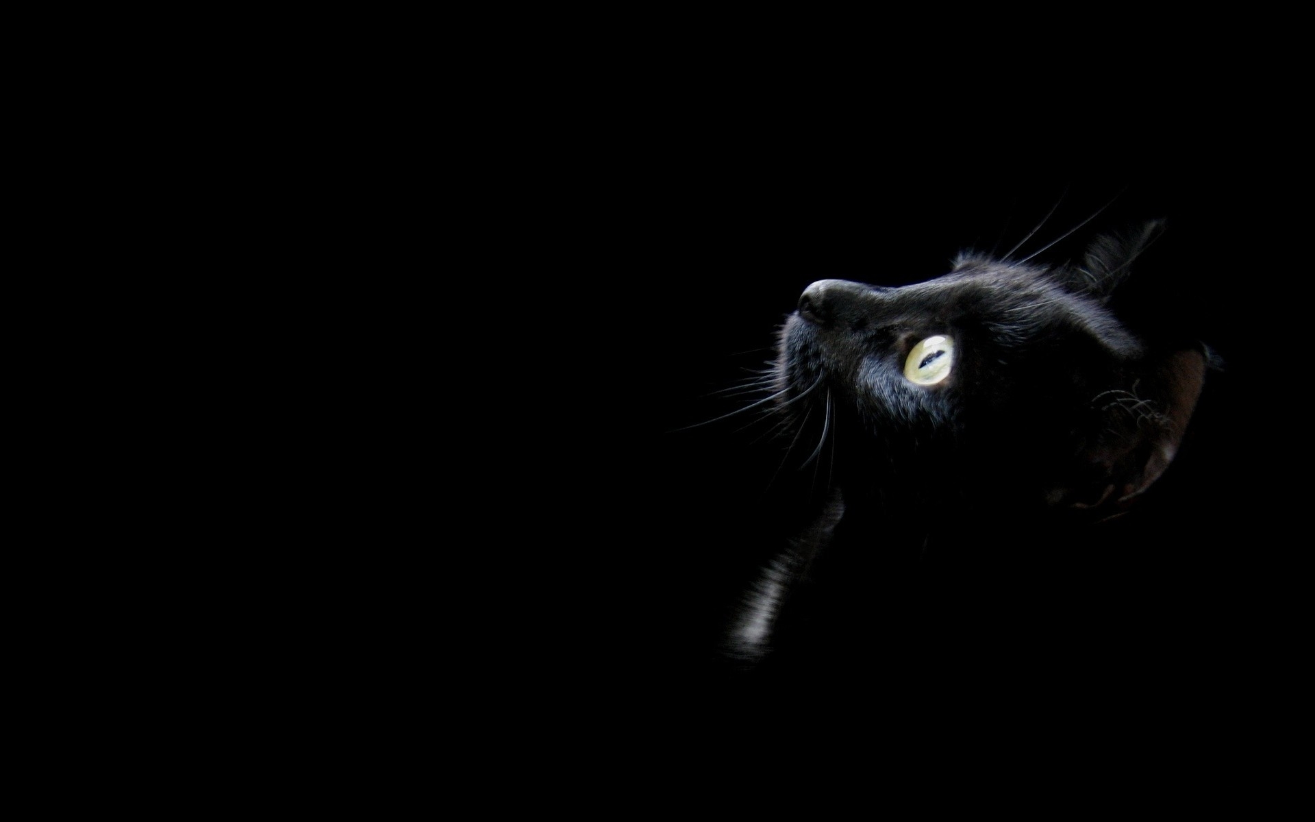 cats animals black cat 1920x1200 wallpaper High Quality Wallpapers