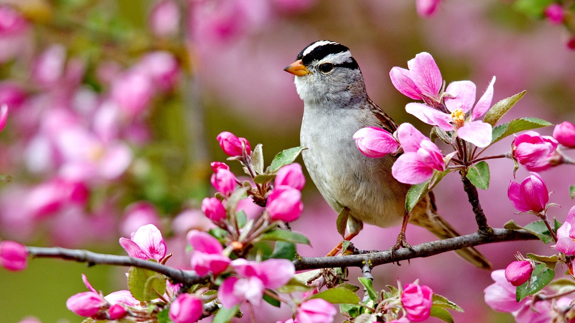Springtime Animals And Flowers Wallpaper Image