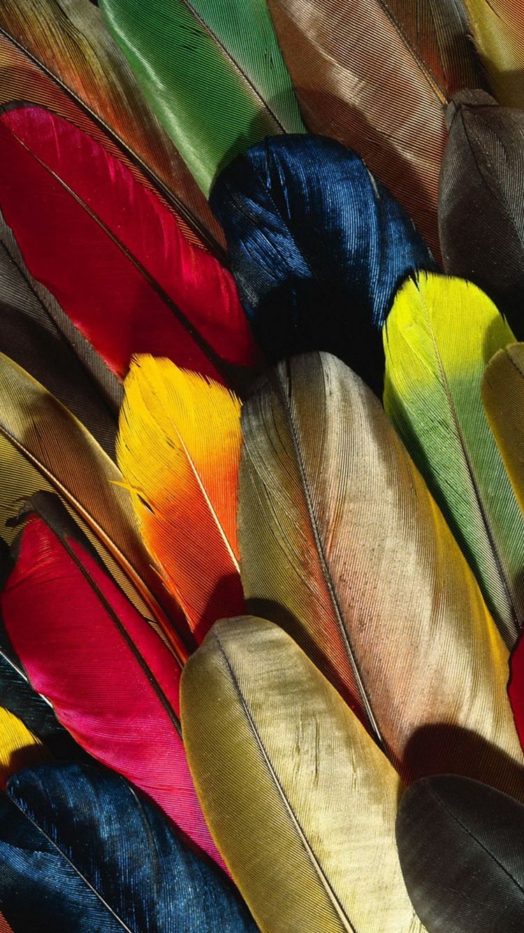 Colorful Parrot Feathers iPhone Wallpaper