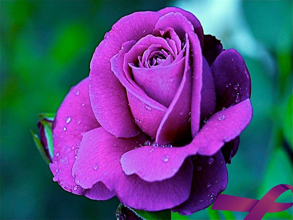 A close-up of a vibrant purple rose with water droplets clinging to its petals, set against a soft-focus green background. A purple ribbon, symbolic of various causes, is subtly placed in the corner