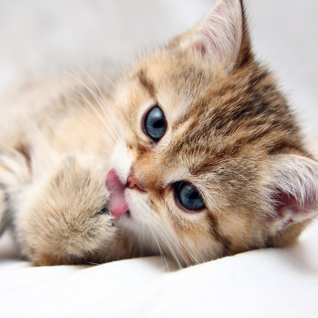 Cute Kitten iPad Wallpaper