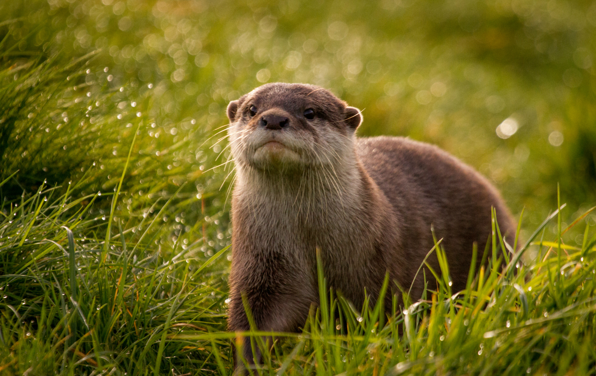 Cute River Otters Wallpaper For Your