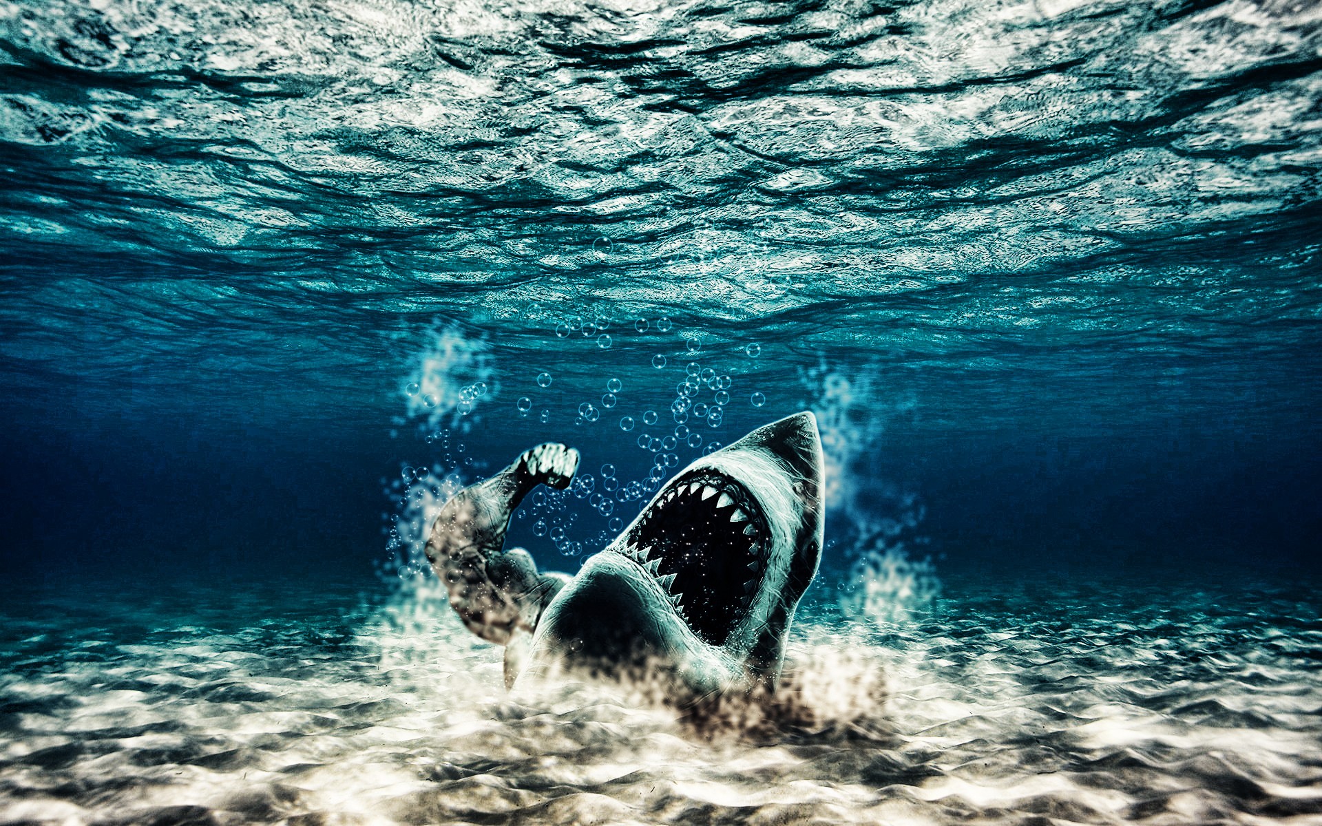 Wallpaper iPhone Mobiles Shark Is High Definition You