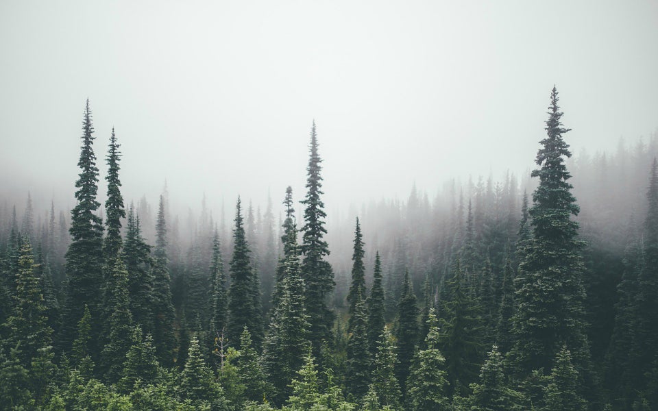 Tree Line Wallpaper