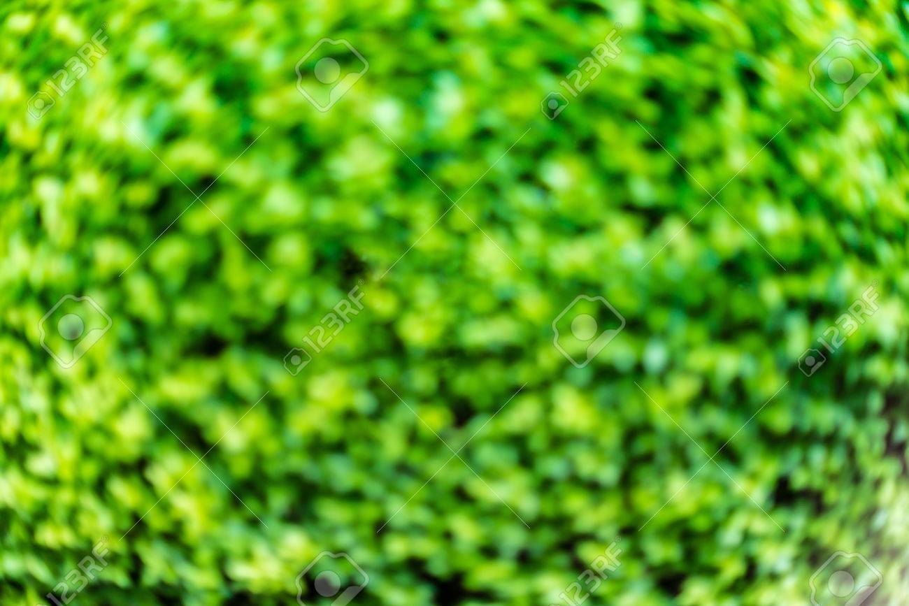 Excellent Green Leaf Vegetation Background With Defocus And Blur