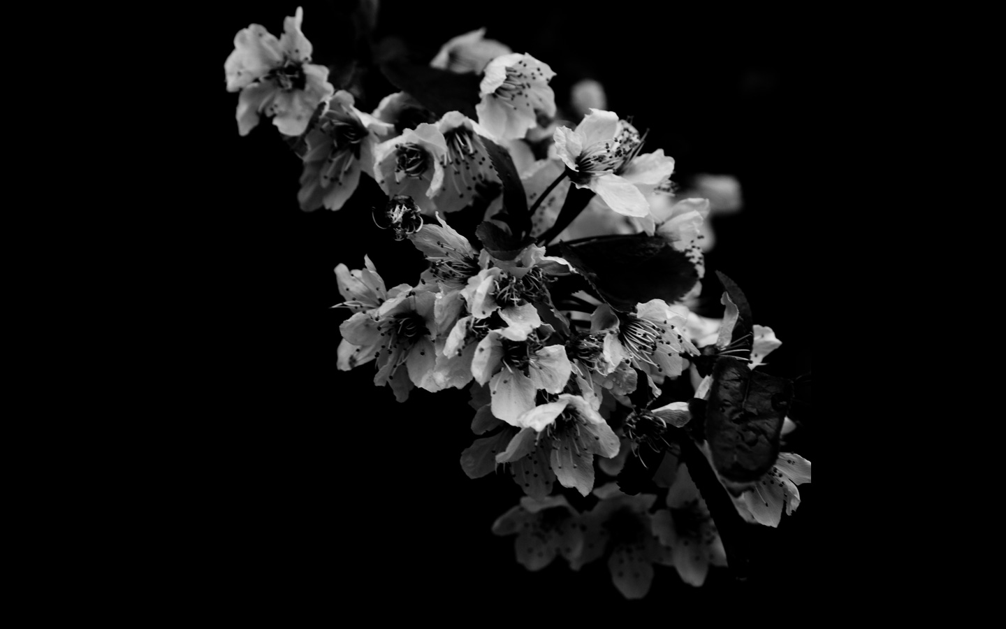 Black And White Orchid Flower Great Detail Wallpaper World