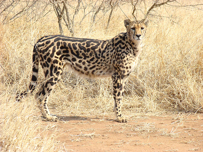 The King Cheetah Amazing Facts Pictures Wildlife
