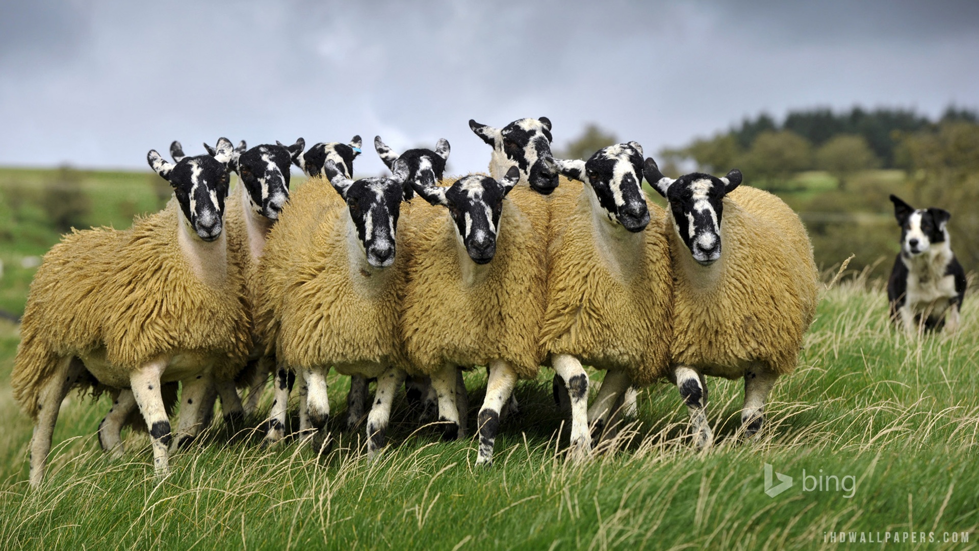 electric sheep flock download
