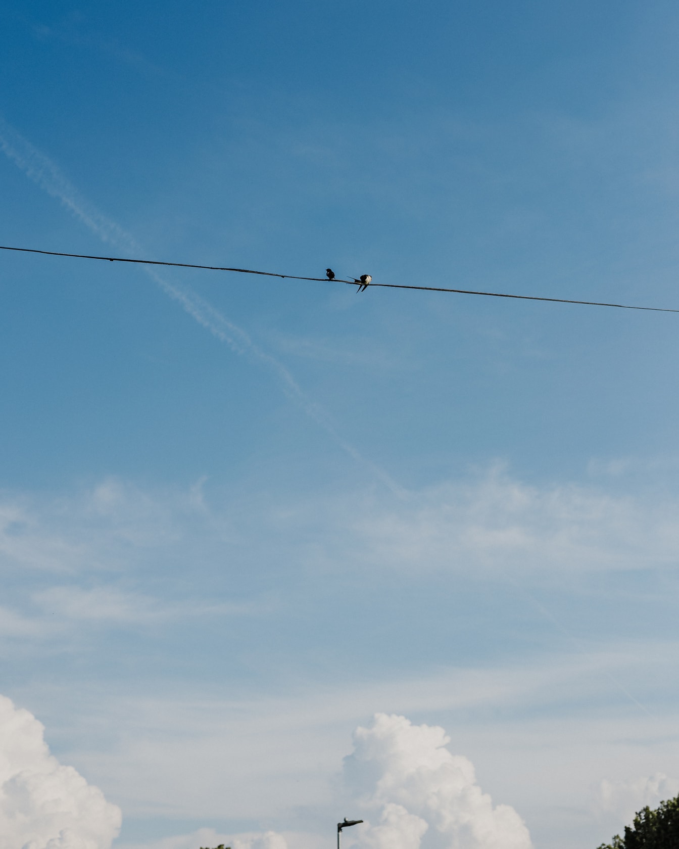 Swallow Bird Image Wallpaper