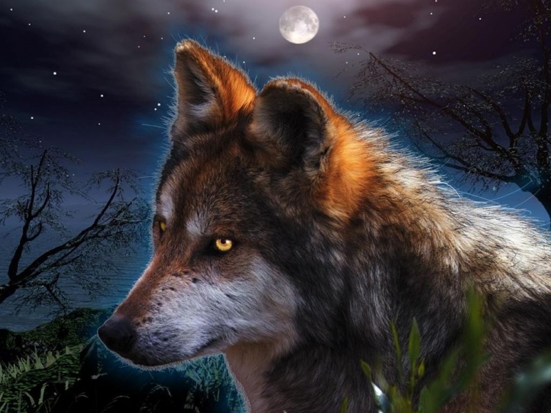 Fantasy Wallpaper Wolf