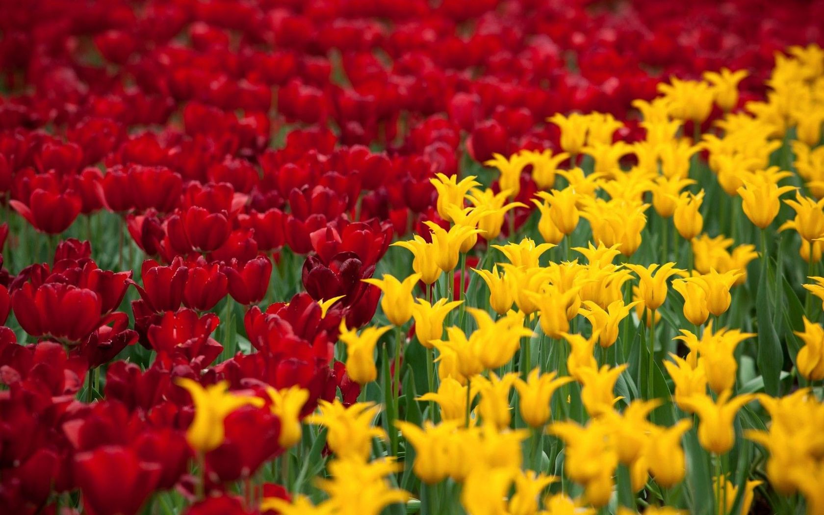 Red And Yellow Tulips Widescreen Wallpaper