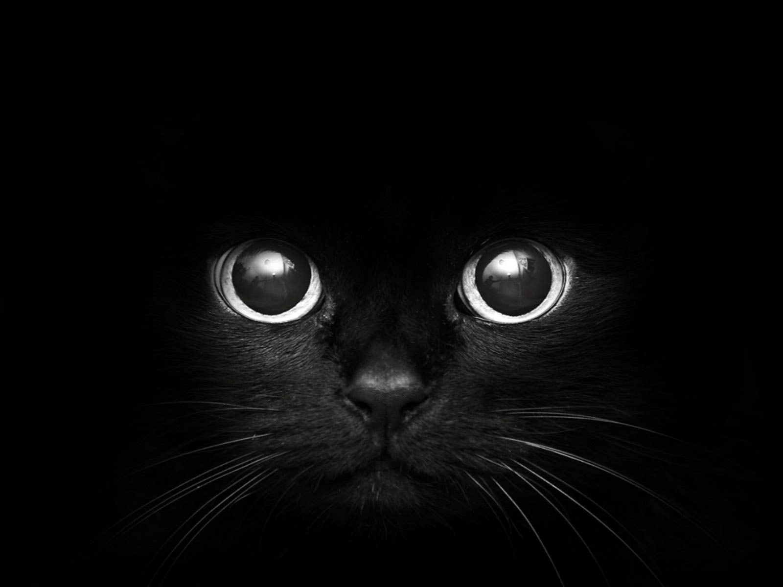 Black Cat Background HD Wallpapers Pulse 1600x1200