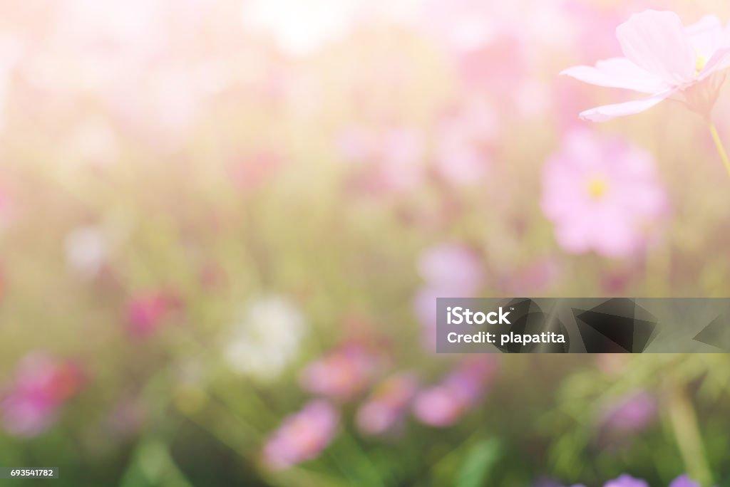 Cosmos Flowers Abstract Blur Background Wallpaper Nature Vintage