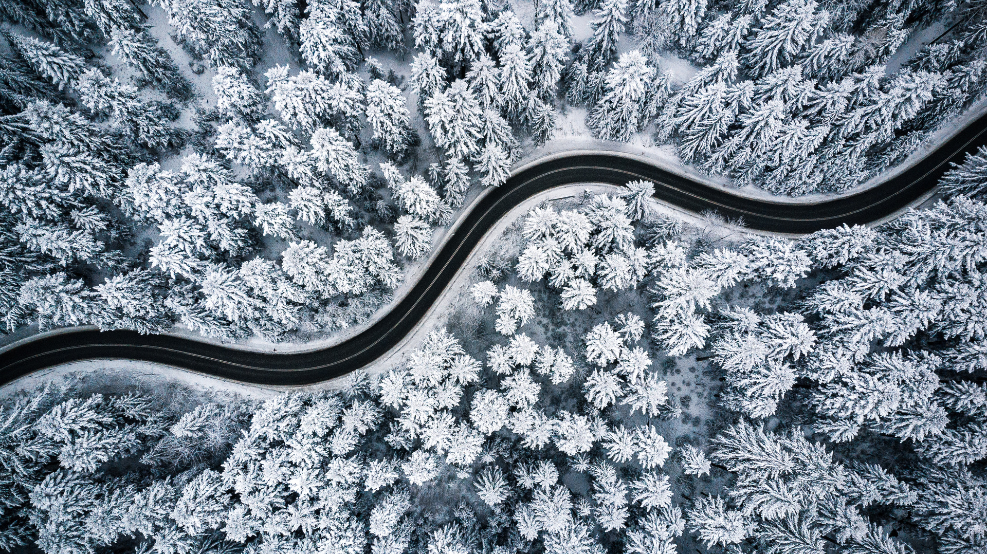 Winter forest wallpaper trees snow road through the forest