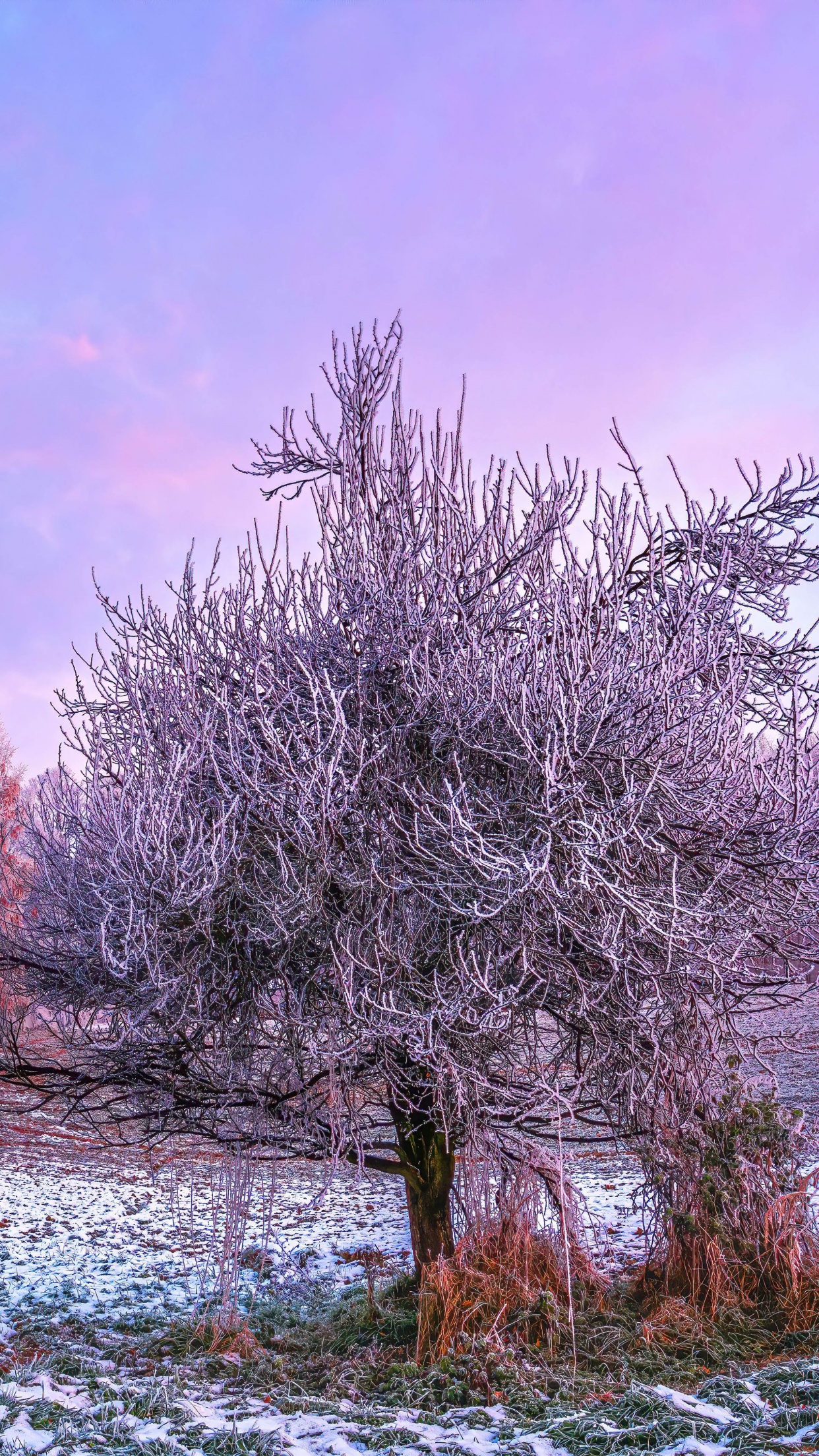 Winter Forest Wallpaper 4k Morning 5k 8k Trees