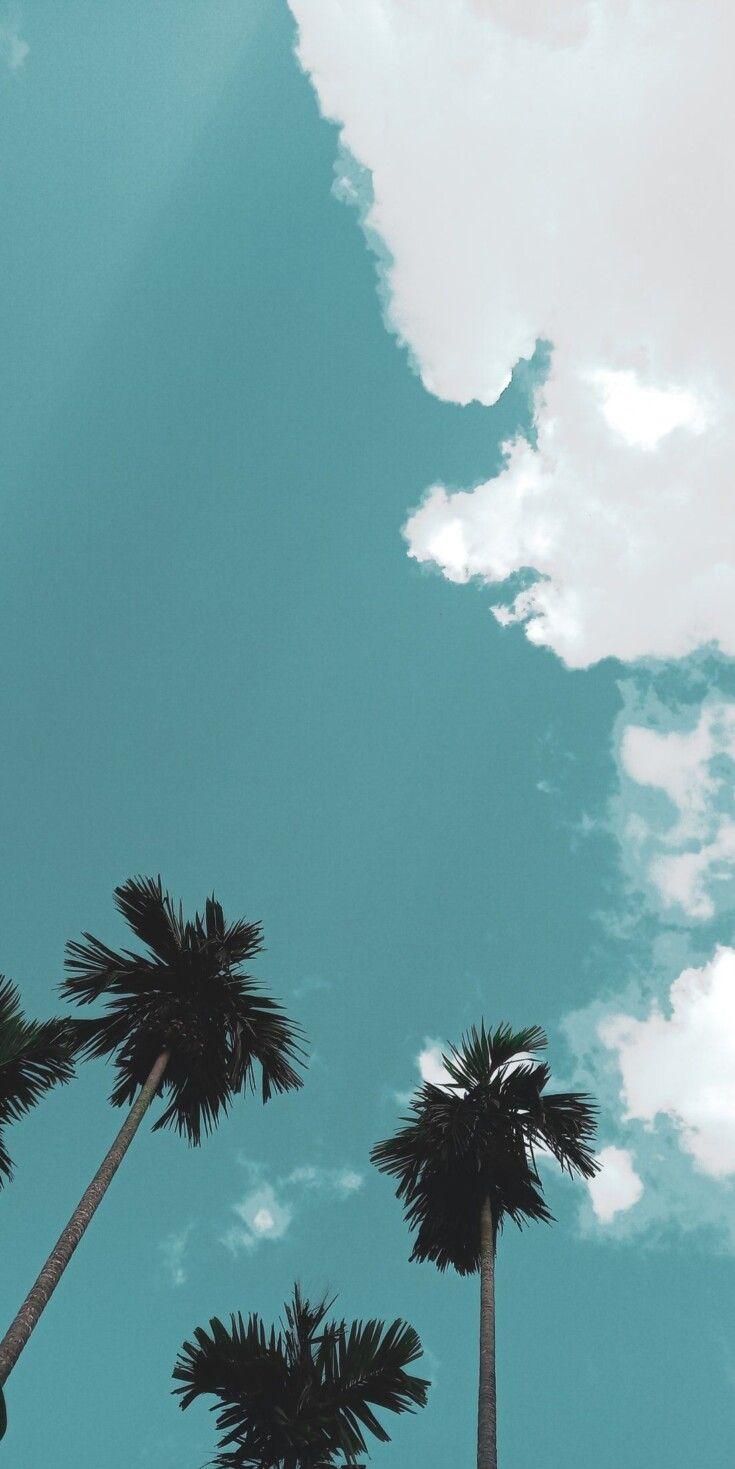 Palm Trees Against A Blue Sky Wallpaper