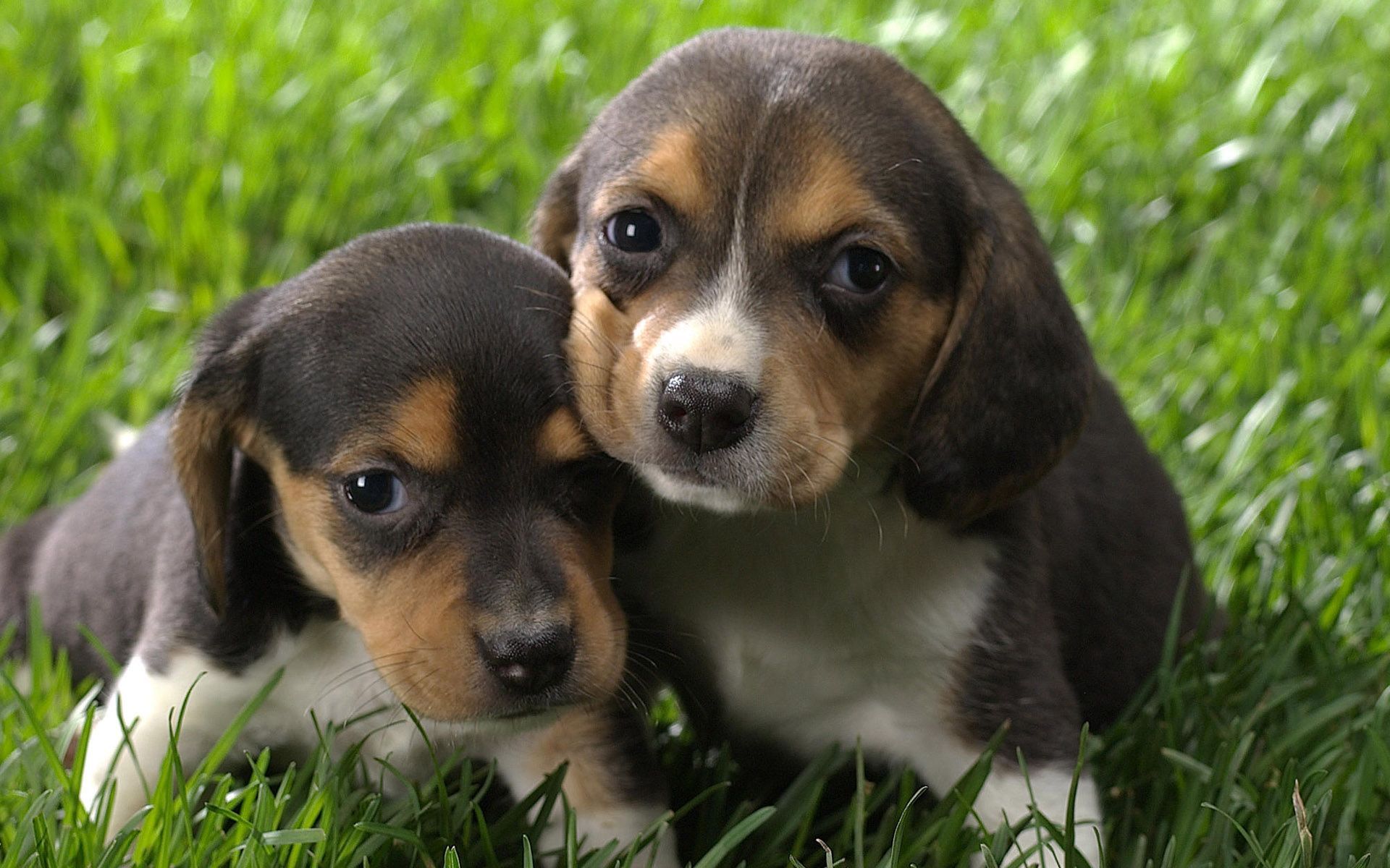 Beagle Funny Puppies And Dogs Dog Breeds Picture