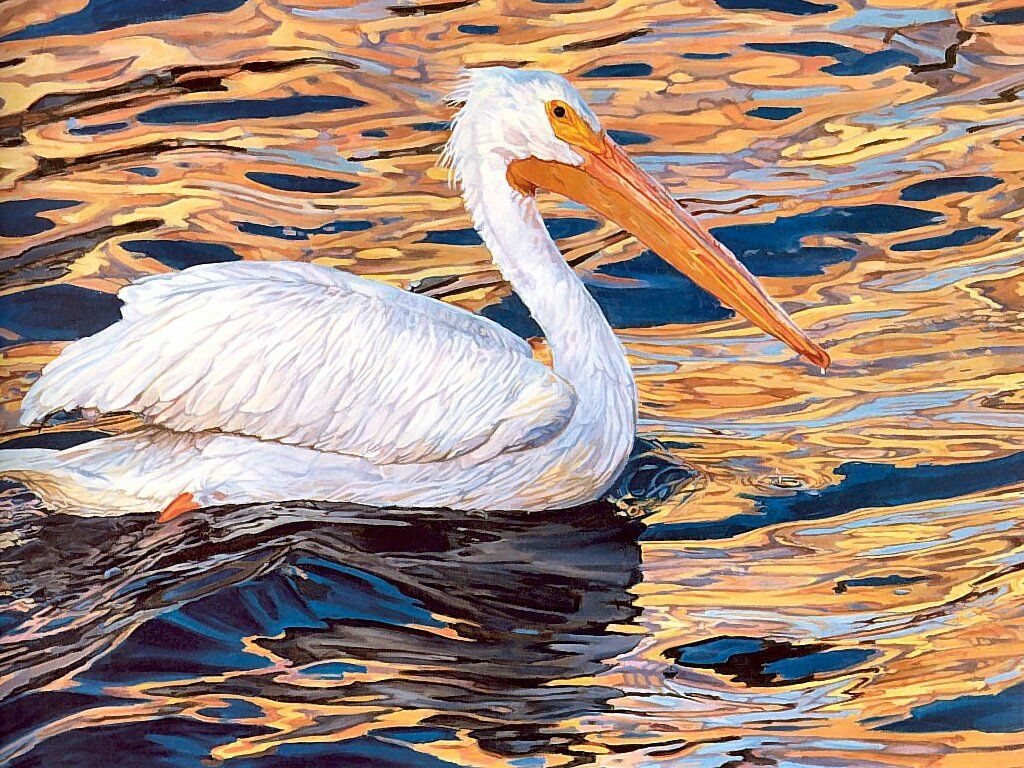 White Pelican Animals Wallpaper Image With Birds