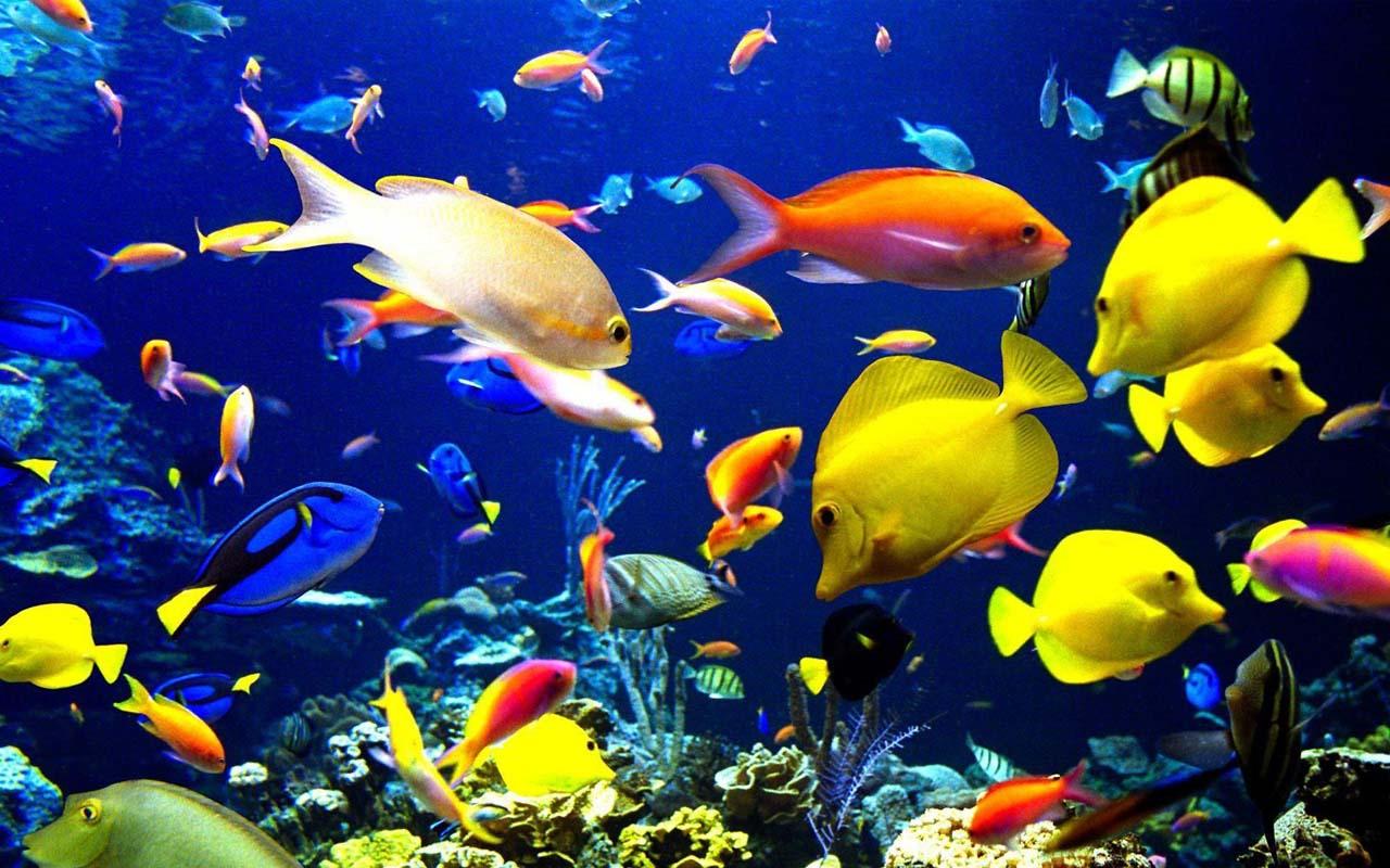 Real Aquarium Live Wallpaper For Android