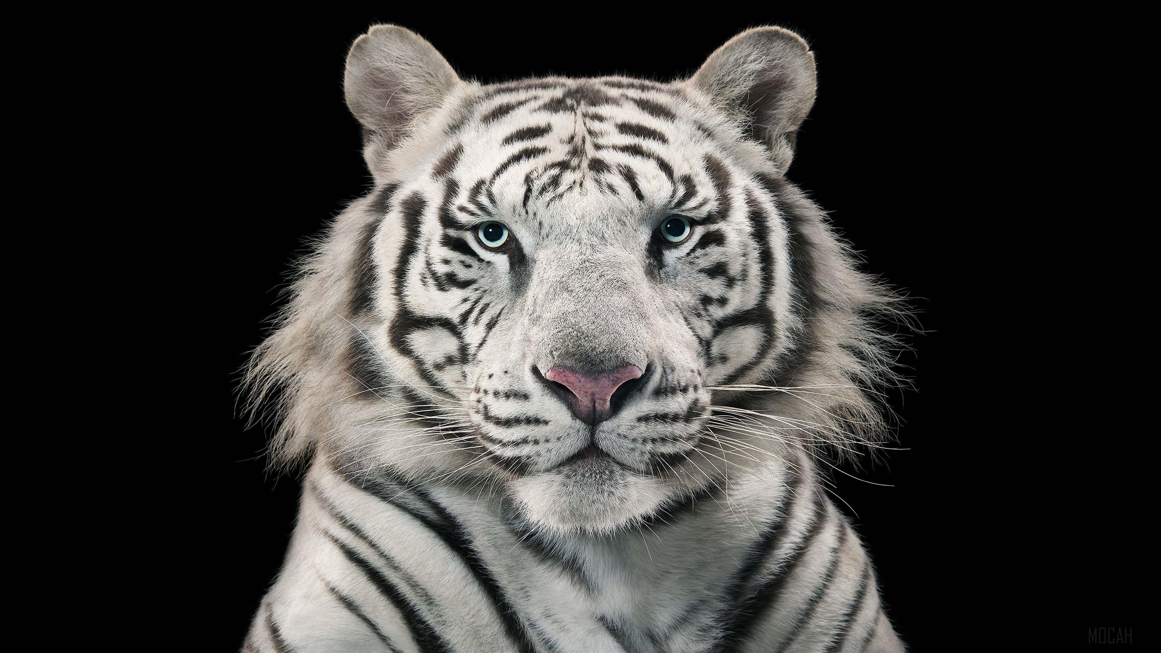 386691 White Tiger Bengal Tiger 4k   Rare Gallery HD Wallpapers