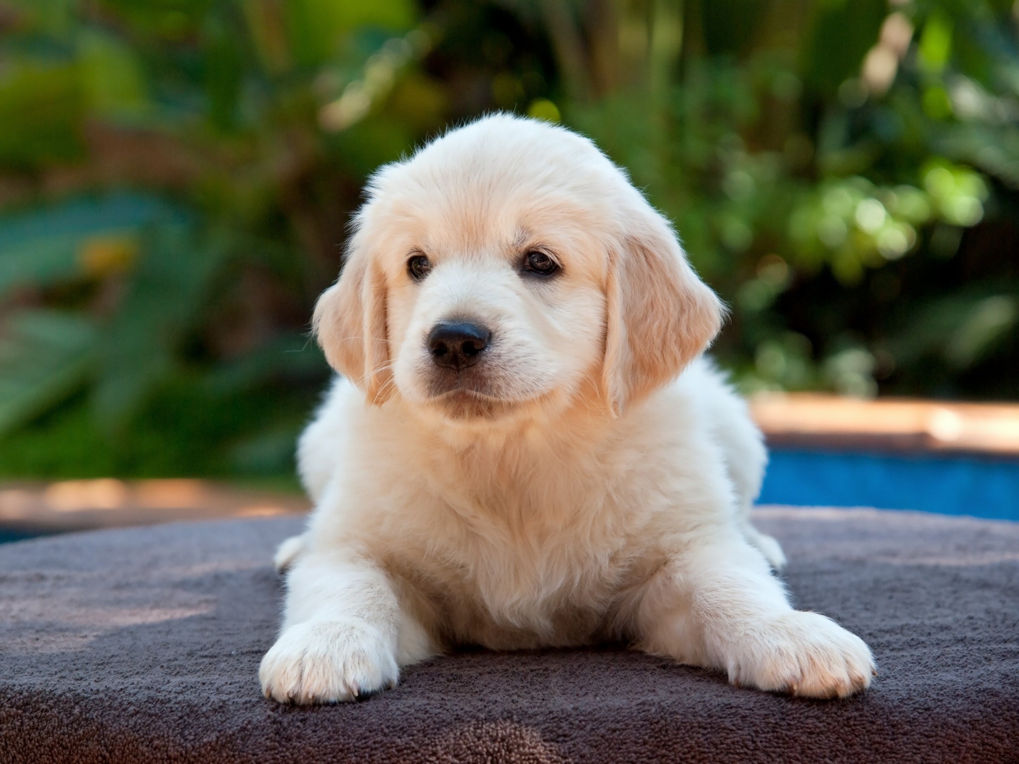Puppy Wallpaper For Computer