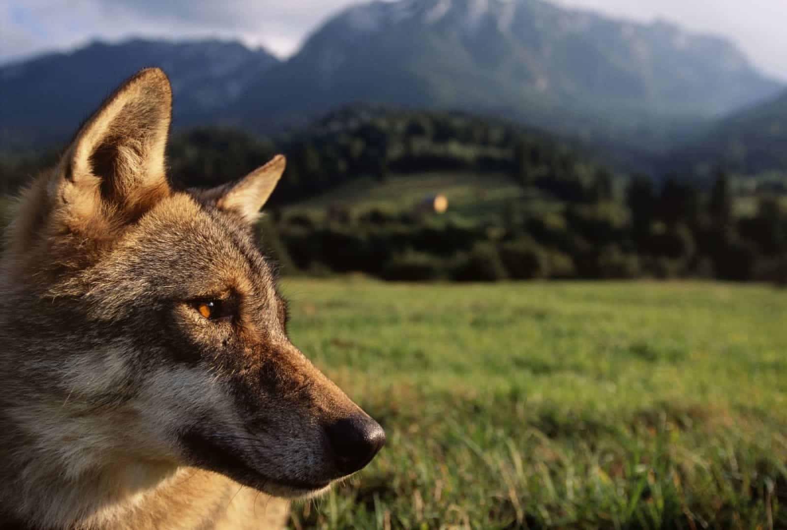 Referat Der Wolf Wallpaper