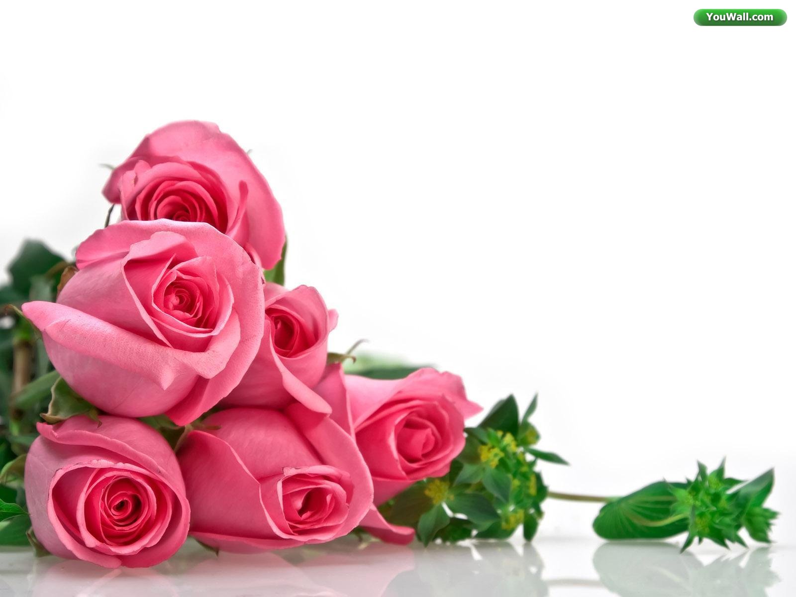 Roses Wallpaper For Desktop Pink