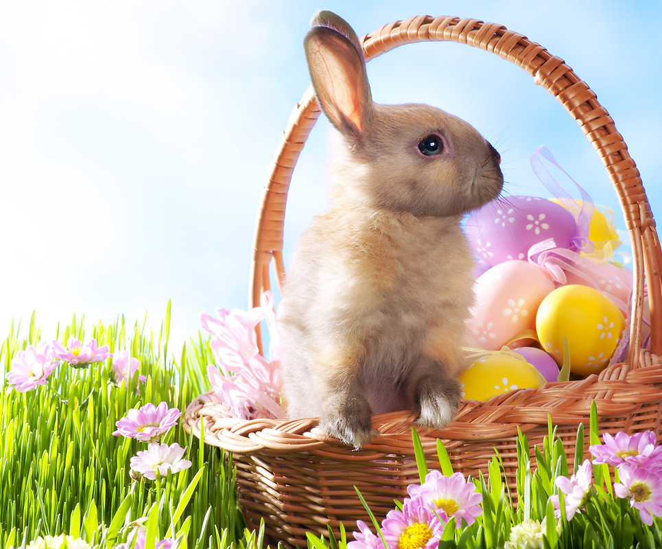 Easter Bunny Free Wallpaper download   Download Free Easter Bunny HD