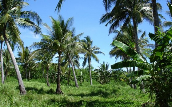 Palm Trees Galer A Im Genes Espa Oles