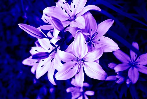 Purple Tiger Lily S By Xxemptysoulxx