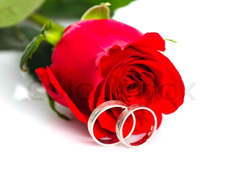 Red Rose With Silver Rings On White Background Wedding Postcard Jpg