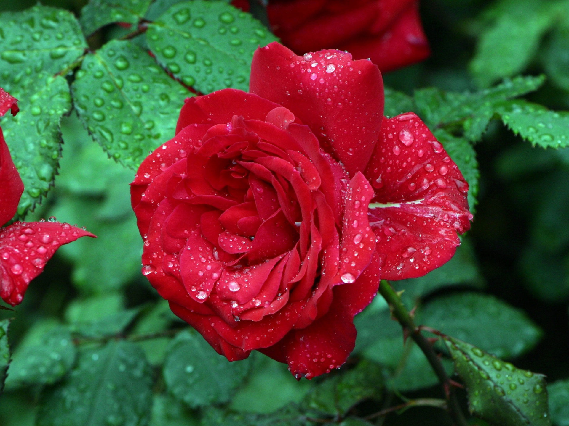 Lovely Rose With Beautiful Red Color Petals Drops Water Green