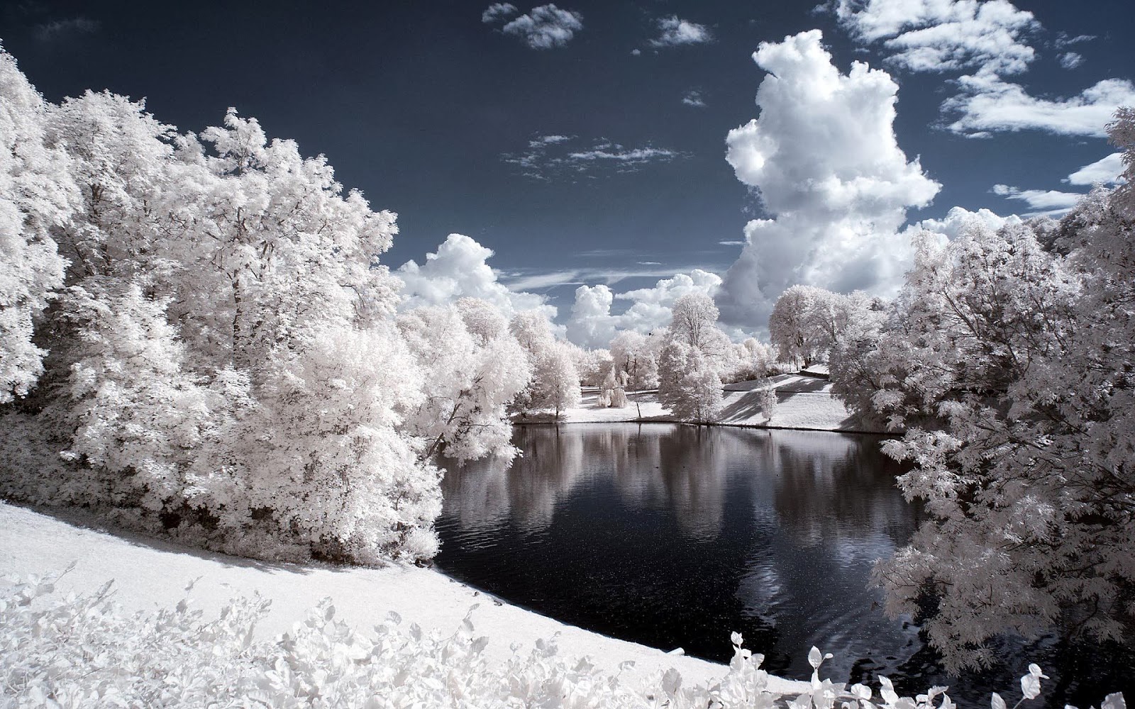 Winter wonderland achtergrond met witte bomen om een meer