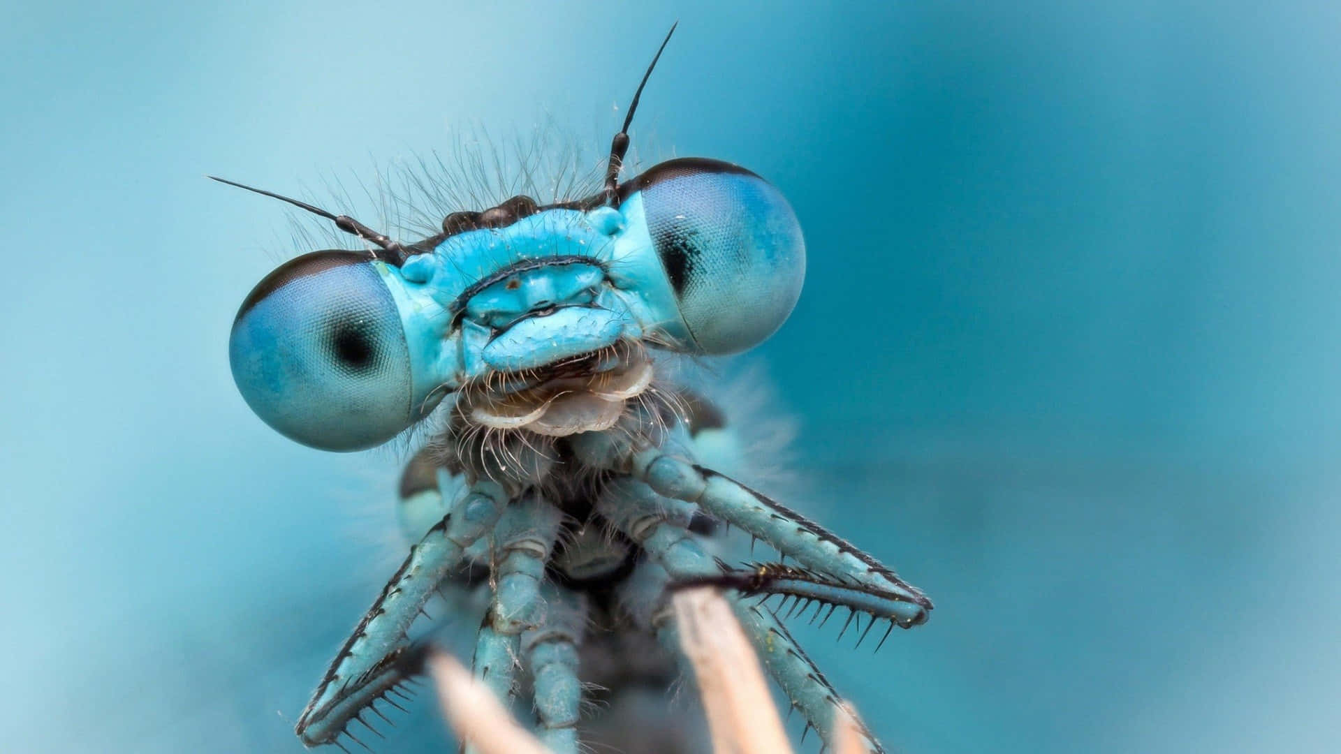 Blue Cute Insects J56zwgfdzhpnuxlt Wallpaper