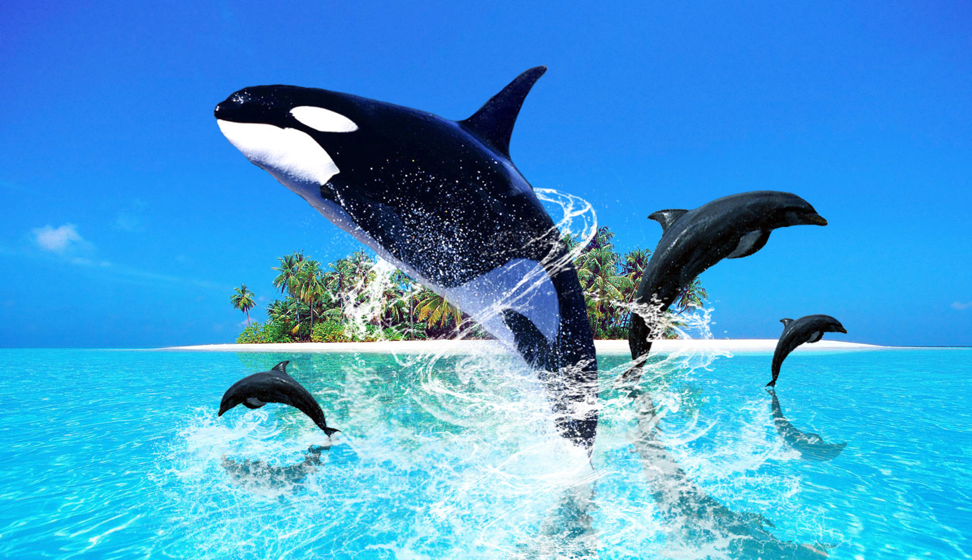 Cute Dolphin Wallpaper