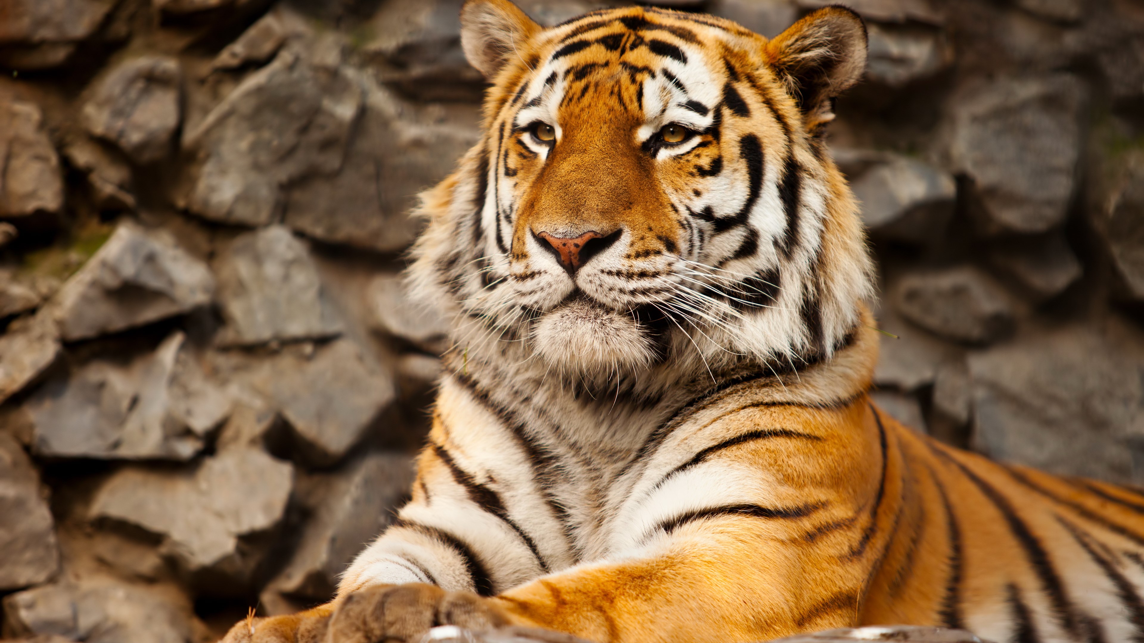 🔥 Free Download Tiger Wallpaper 4K Tiger Wallpaper 4K Tiger Images Hd