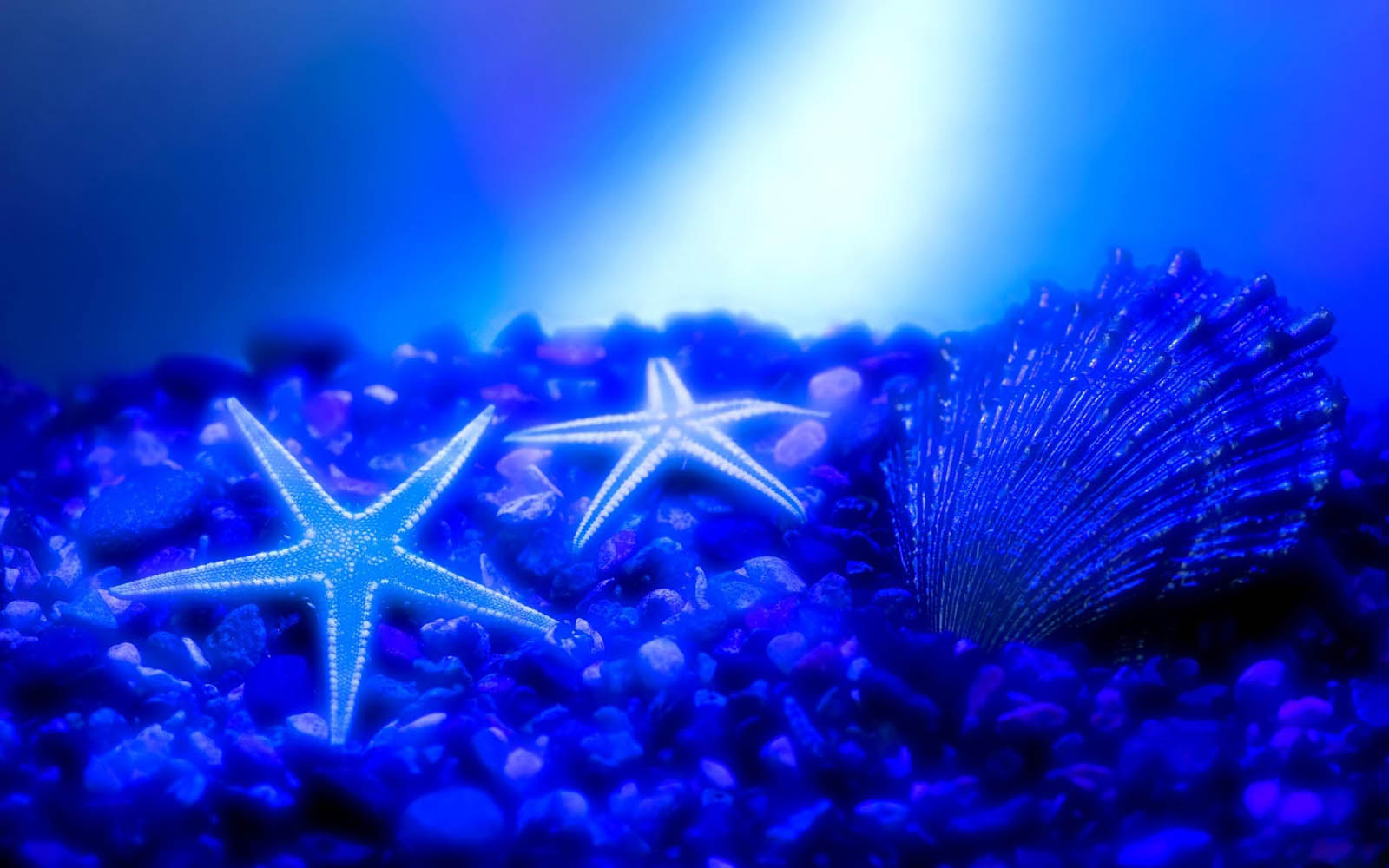 Wallpaper Starfish