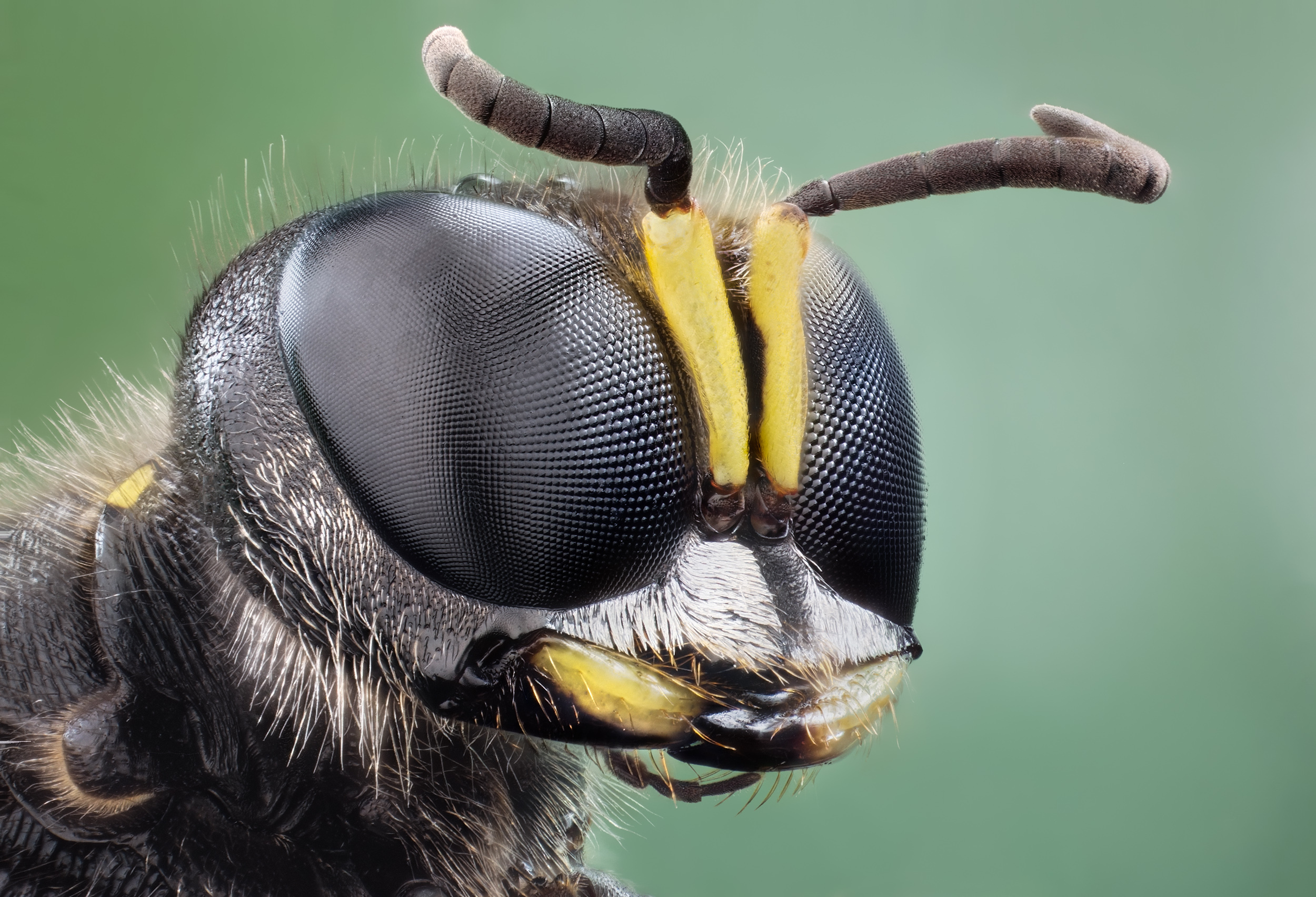 Stunning HD Wallpaper Of An Insect