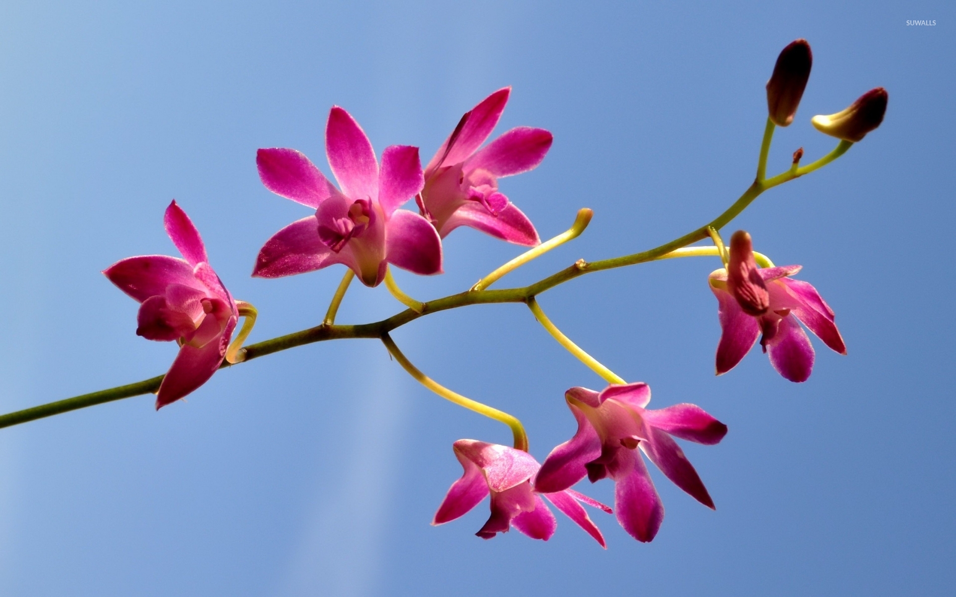 Pink Orchids Wallpaper Flower