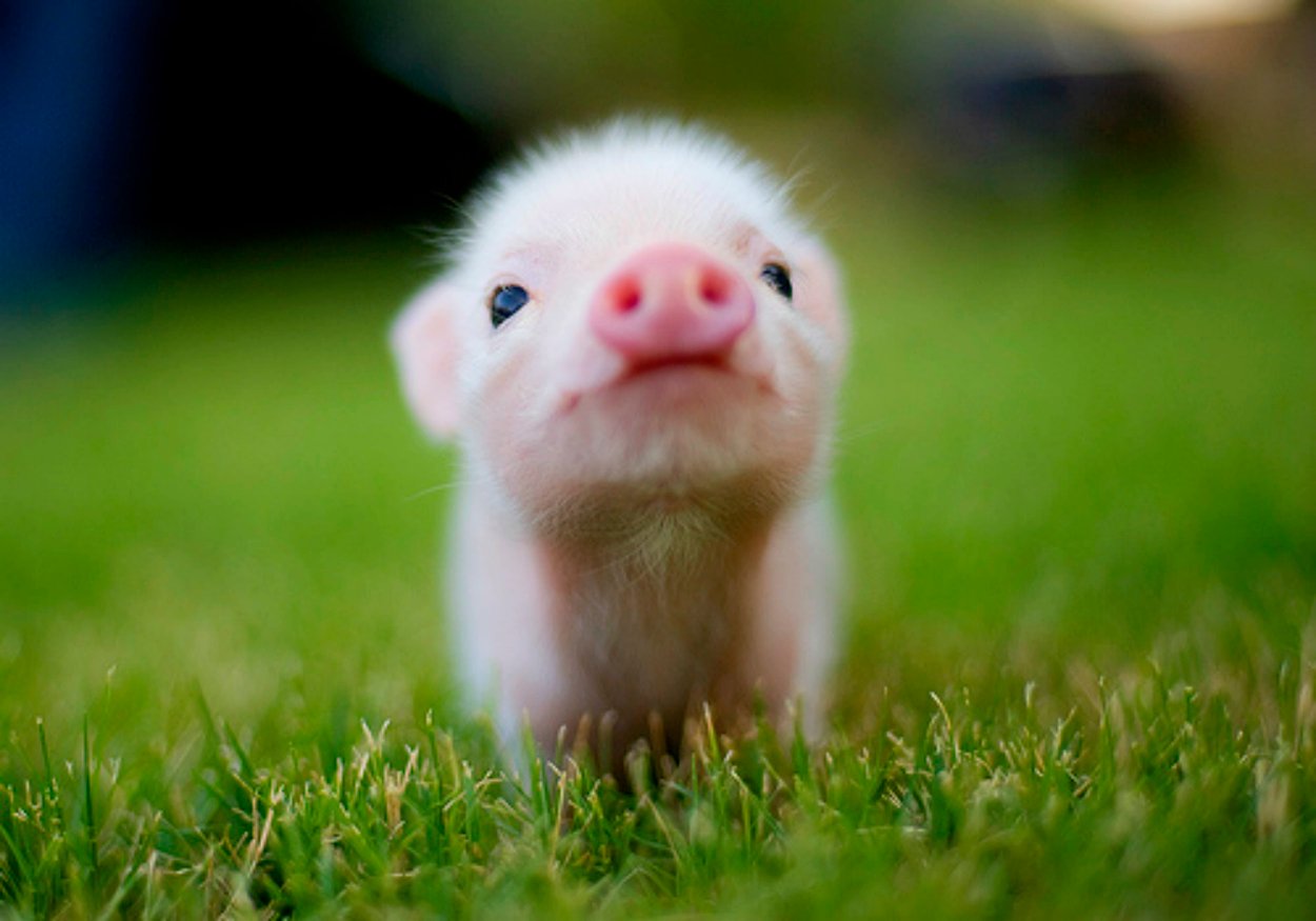  high definition lovely baby animal wallpapers beautiful pig baby