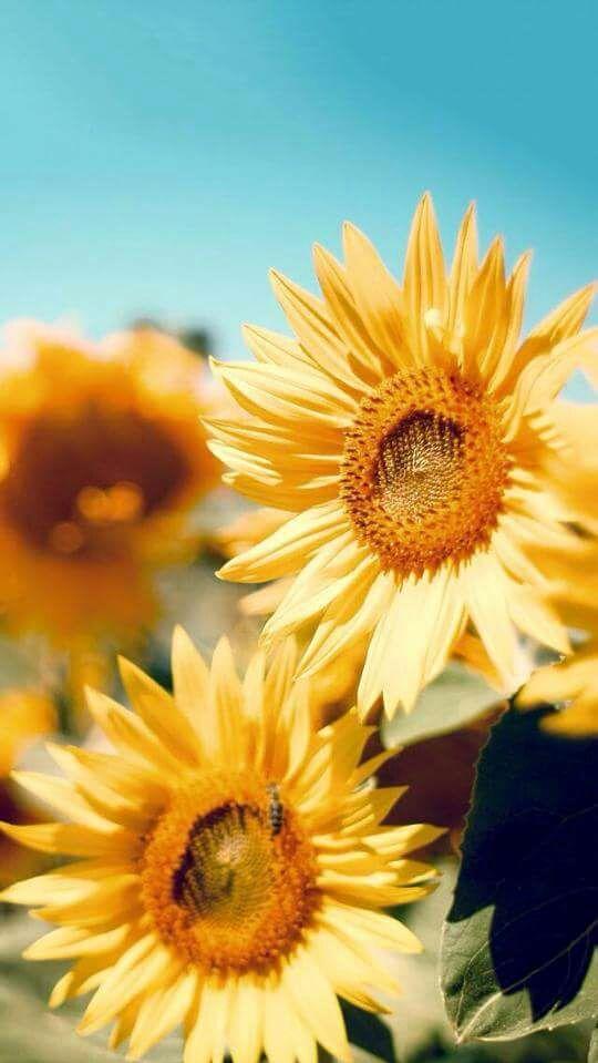 Flower Sunflower Sun Yellow Beautiful Bright Green Nature