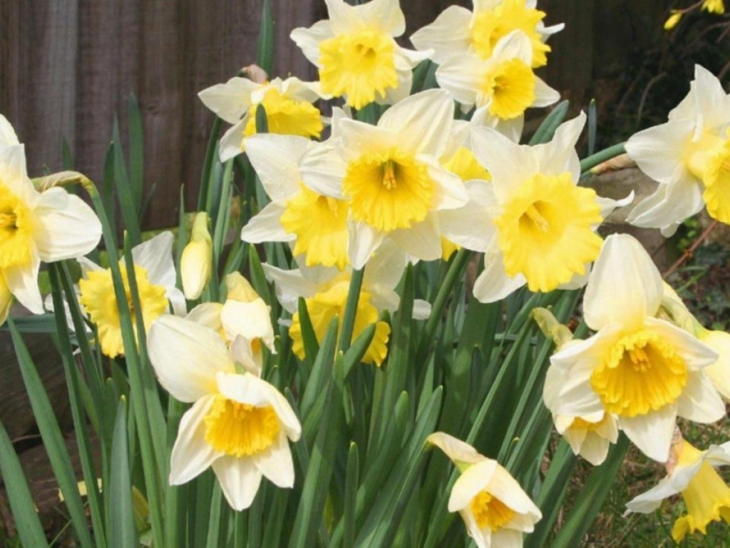 Desktop Wallpaper Nature Flowers Spring Daffodils