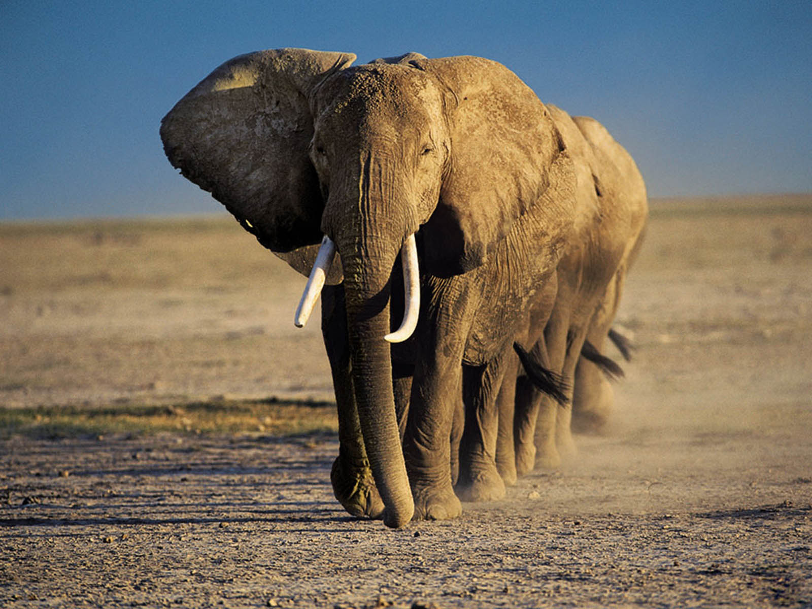 Elephant Wallpaper