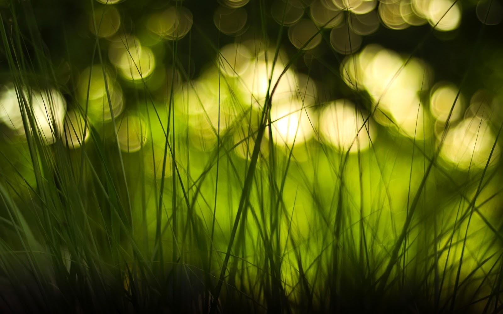 Grass and Blurred Bokeh Lights HD Nature Wallpaper HD Nature
