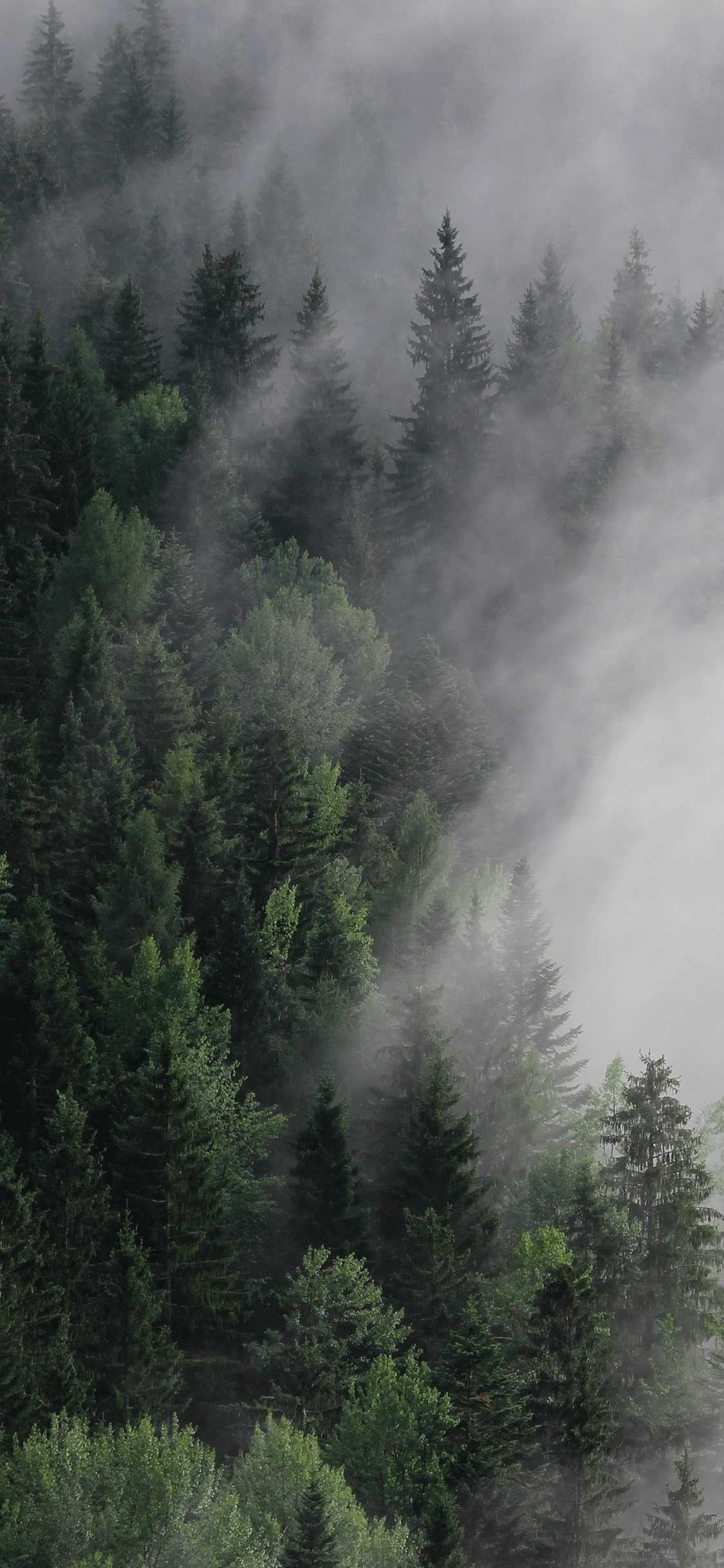 Misty Forest forest pine HD phone wallpaper  Peakpx