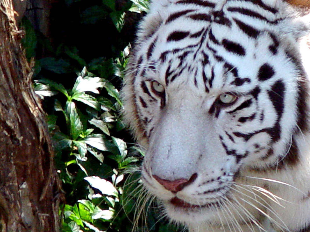 White Tiger Wallpaper Desktop Background Digital