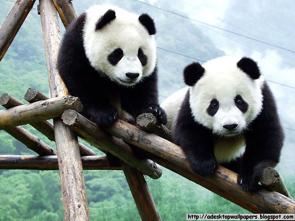 Panda Wallpaper Pc Beautiful