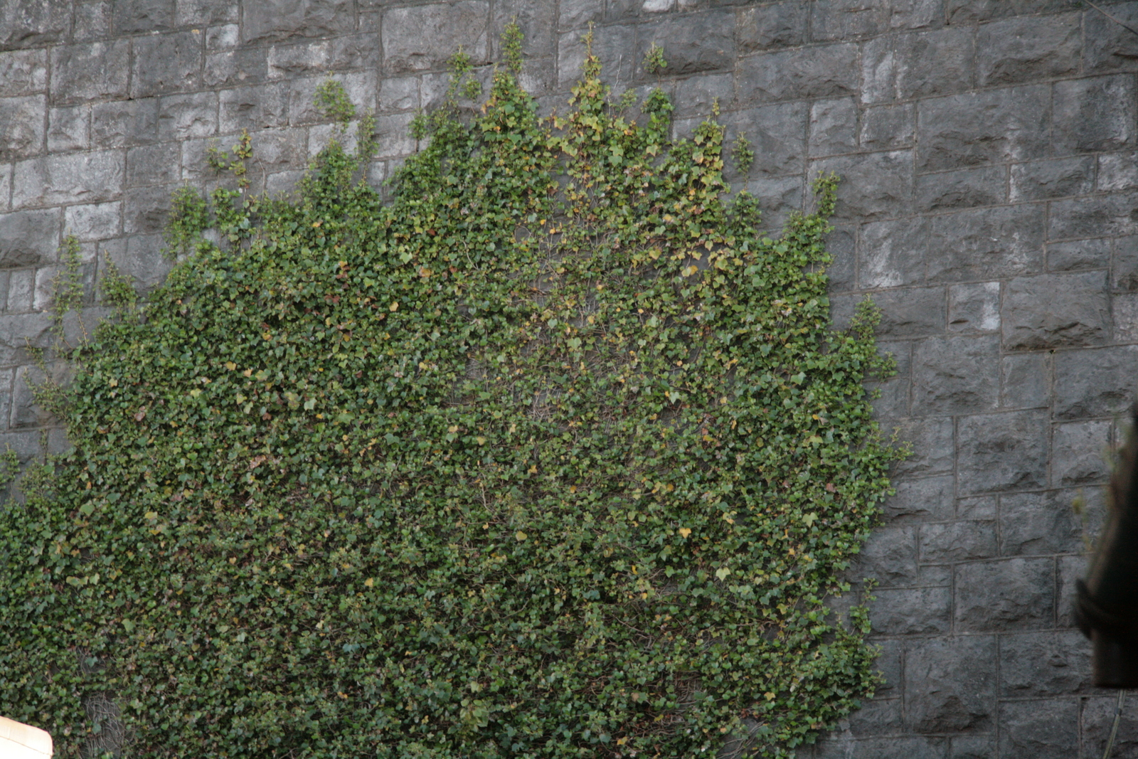 Ivy Wall On A Stone 1details